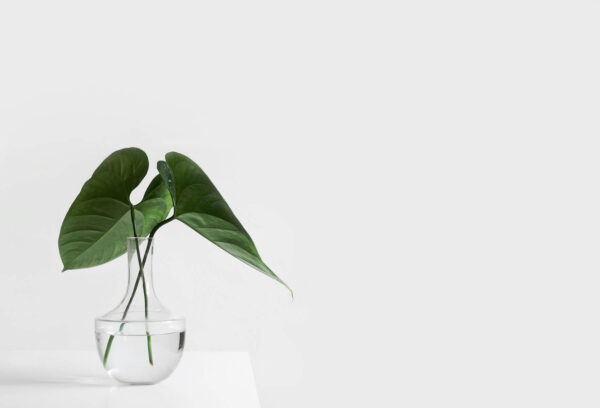 Glass Vase with Greenery